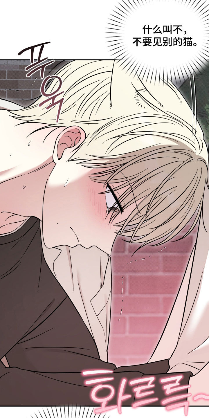 偶像有猫腻好看吗漫画,第48章：不要见别的猫2图