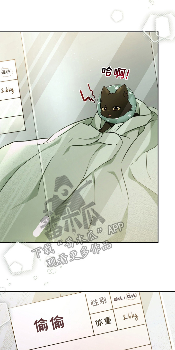 我的黑猫少年剧情漫画,第3章：得养它4图