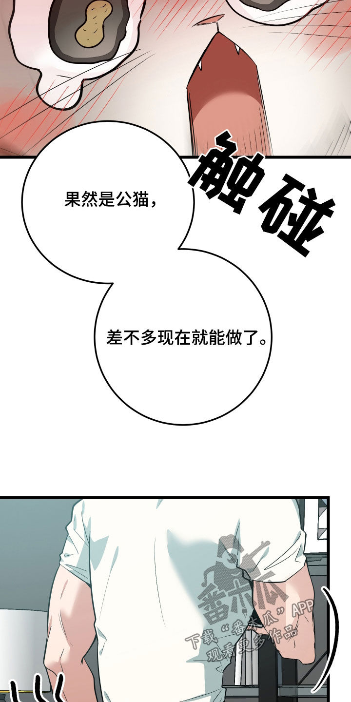 野猫的命定人类小猫咪结局是什么漫画,第26章：取名5图