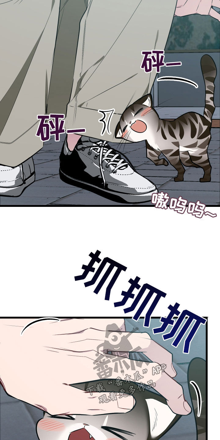 野猫的命定人类漫画,第25章：计划成功4图