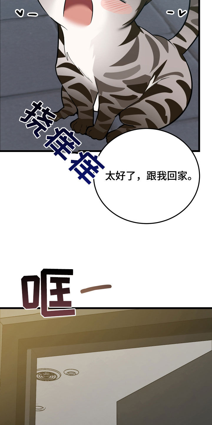野猫的命定人类漫画,第25章：计划成功5图