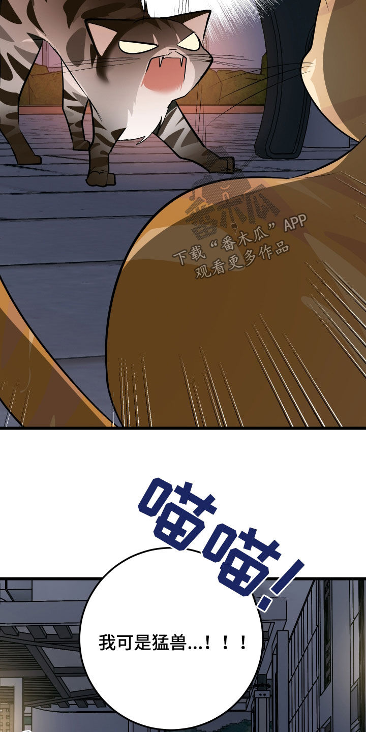 野猫的命定人类漫画,第25章：计划成功3图