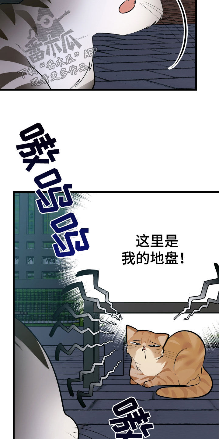 野猫的命定人类漫画,第25章：计划成功5图