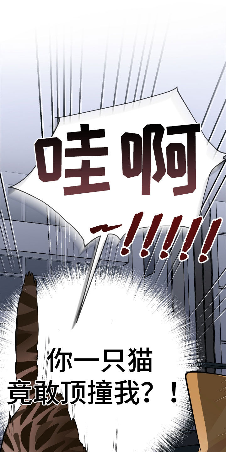 野猫的命定人类漫画,第25章：计划成功2图