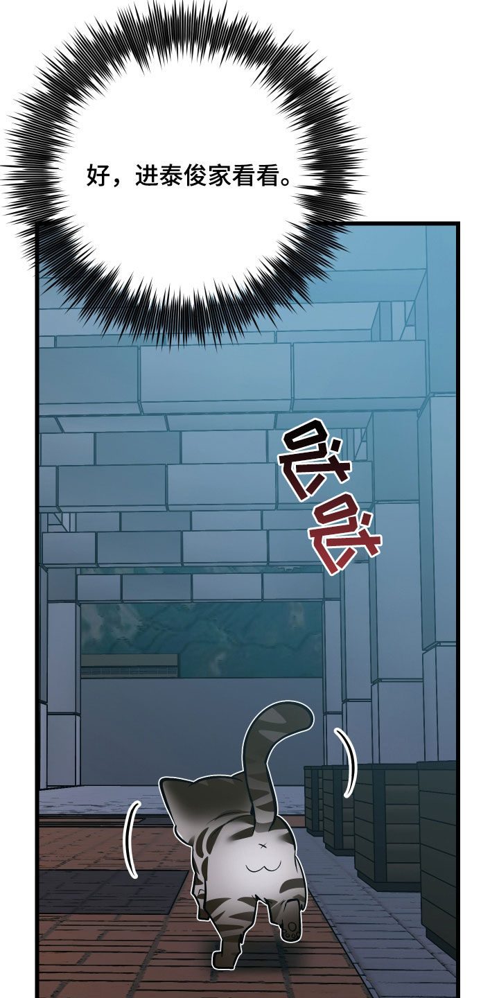 野猫的命定人类漫画,第25章：计划成功3图