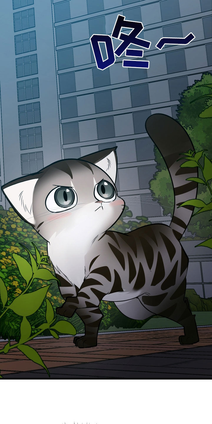 野猫的命定人类漫画,第25章：计划成功2图