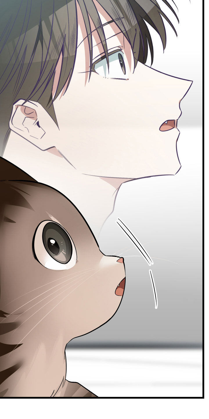 野猫的命定人类漫画原著正版漫画,第26章：取名5图