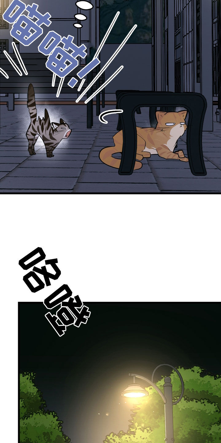 野猫的命定人类漫画,第25章：计划成功4图