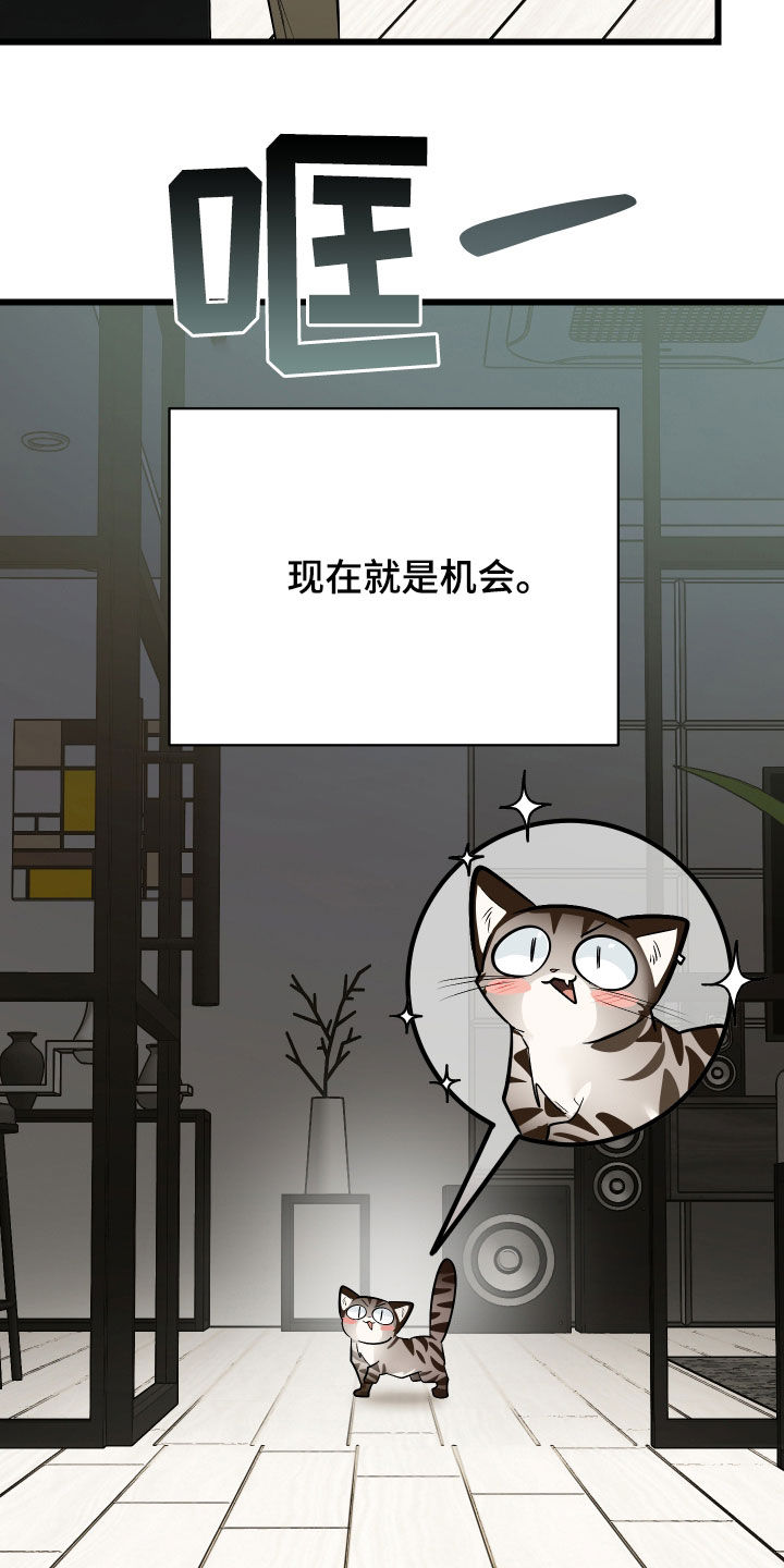 野猫的命定人类漫画,第25章：计划成功5图