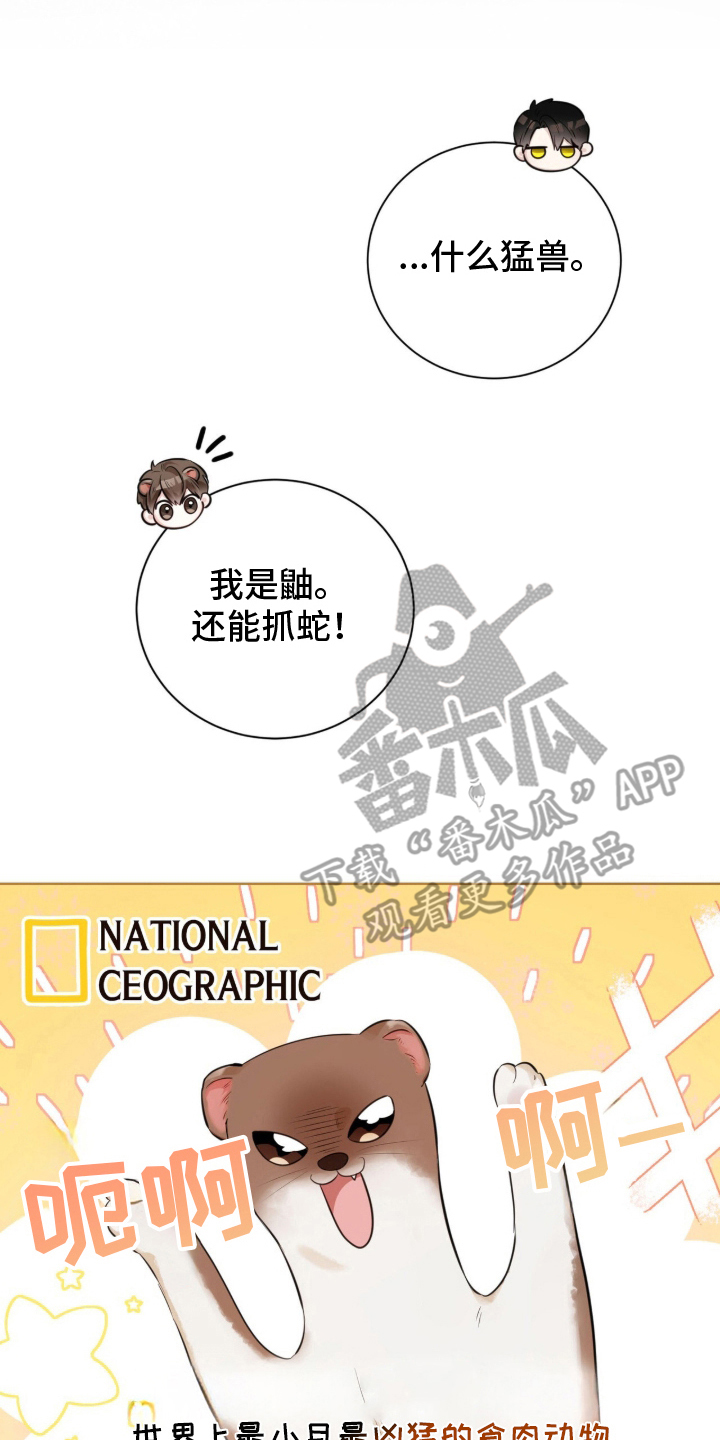猛兽勿近漫画书正版漫画,第2章：最小的猛兽1图