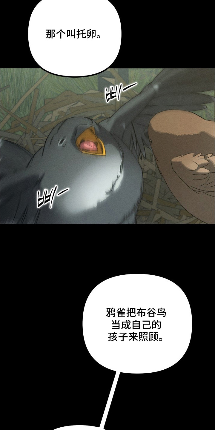 窥秘者漫画,第12章：布谷鸟5图