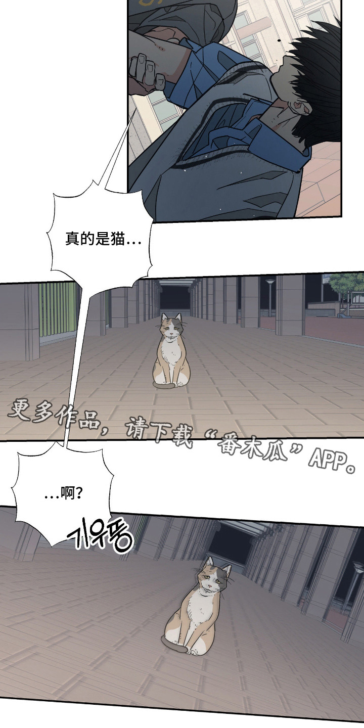 猫大爷和我漫画,第14章：坦诚4图