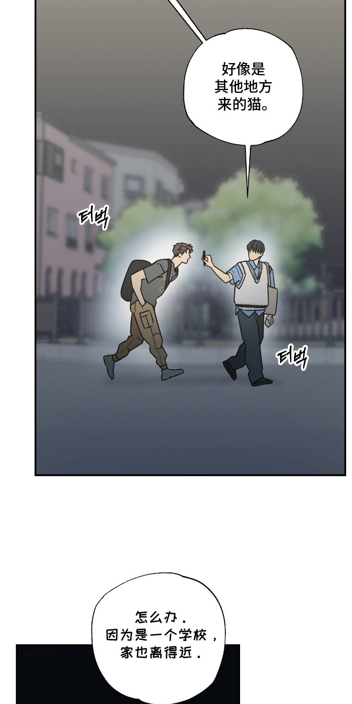 猫大爷和我漫画,第11章：不能不管2图