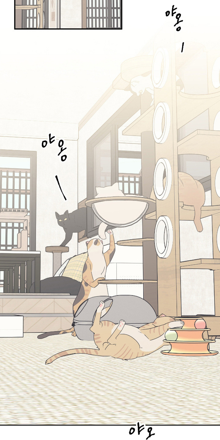 猫大爷和我漫画,第5章：失望4图