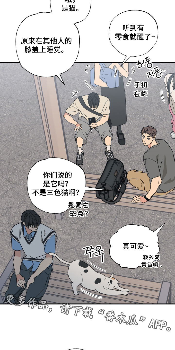 猫大爷和我漫画,第10章：喜欢你5图