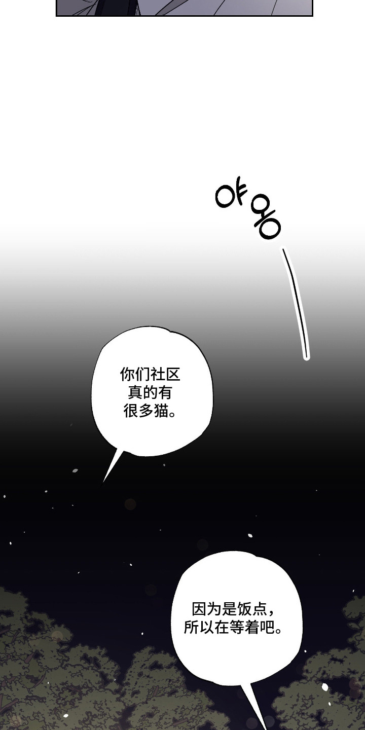猫大爷和我漫画,第2章：野猫5图