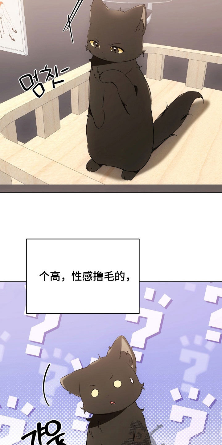 我的黑猫少年韩漫免费阅读漫画,第48章：报复回去3图