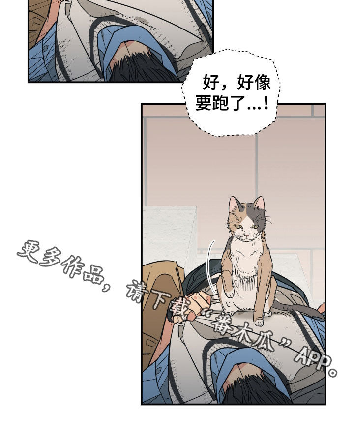 猫大爷和我漫画,第15章：下定决心3图