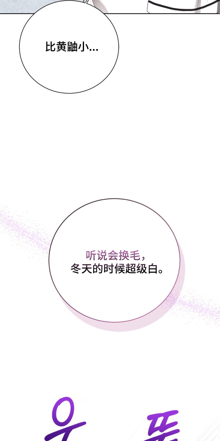 猛兽勿近漫画,第47章：限定白毛4图