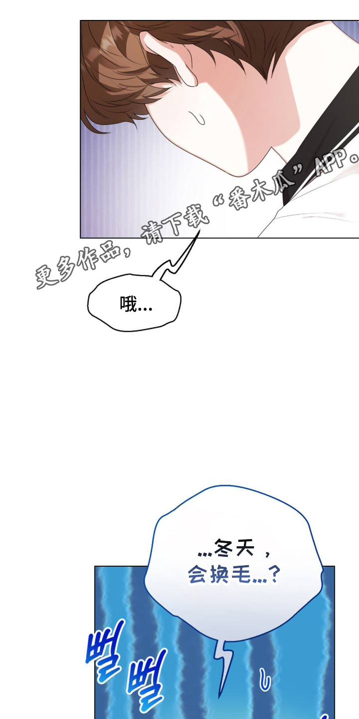 猛兽勿近漫画,第47章：限定白毛1图
