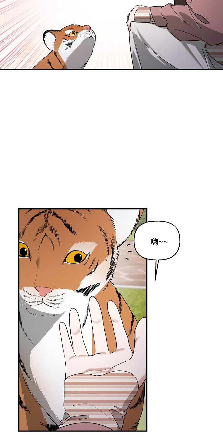命中犯虎漫画,第80章：【第二季】这是猫4图
