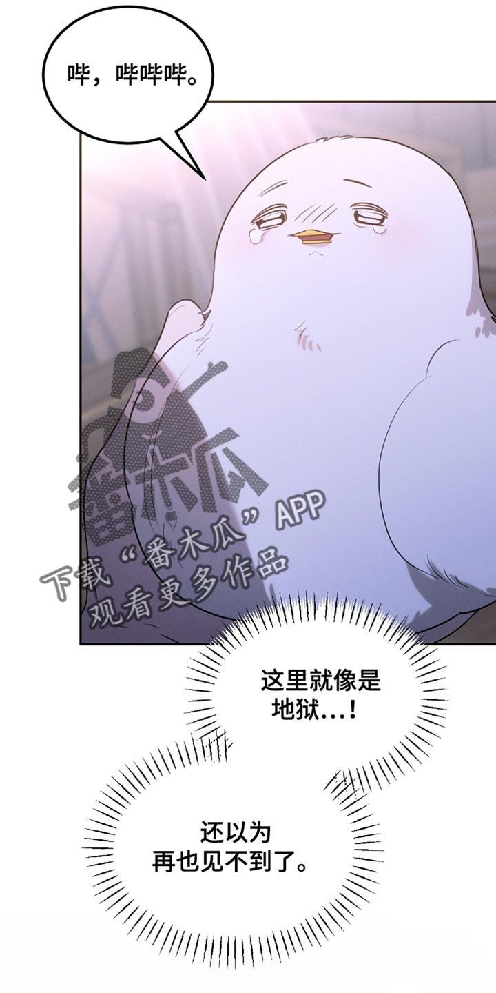 白鸟奇遇记第1季漫画,第111章：【第二季】我就让你们吃点苦5图