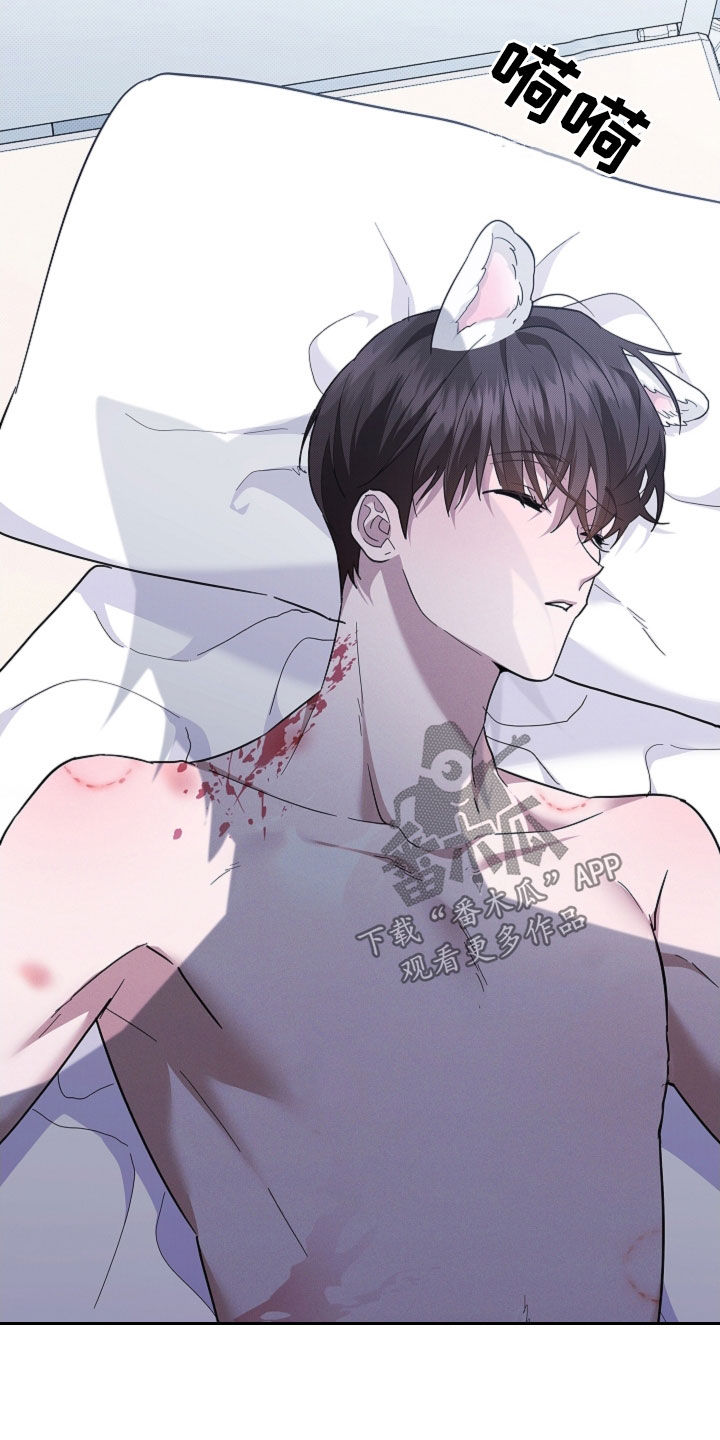 小白狗奇遇记漫画,第92章：【第二季】受伤2图
