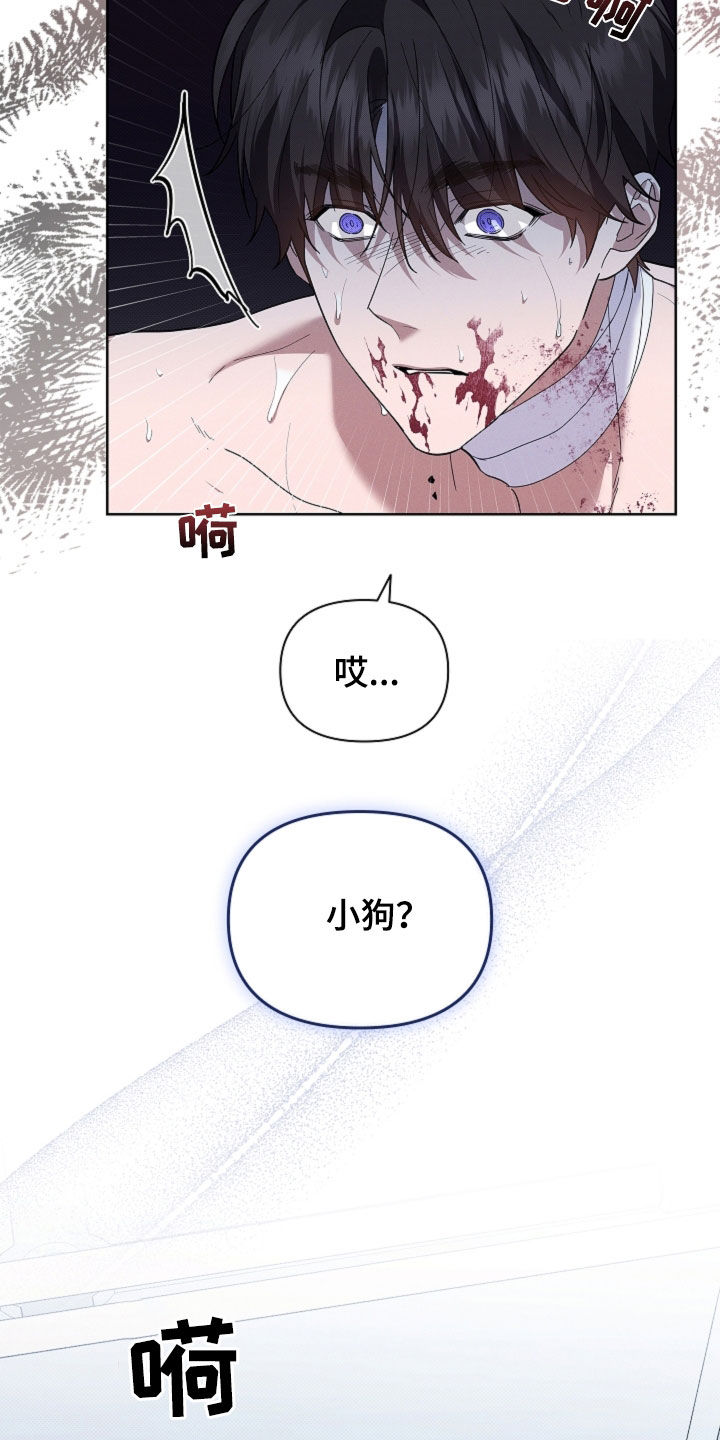 小白狗奇遇记漫画,第92章：【第二季】受伤1图