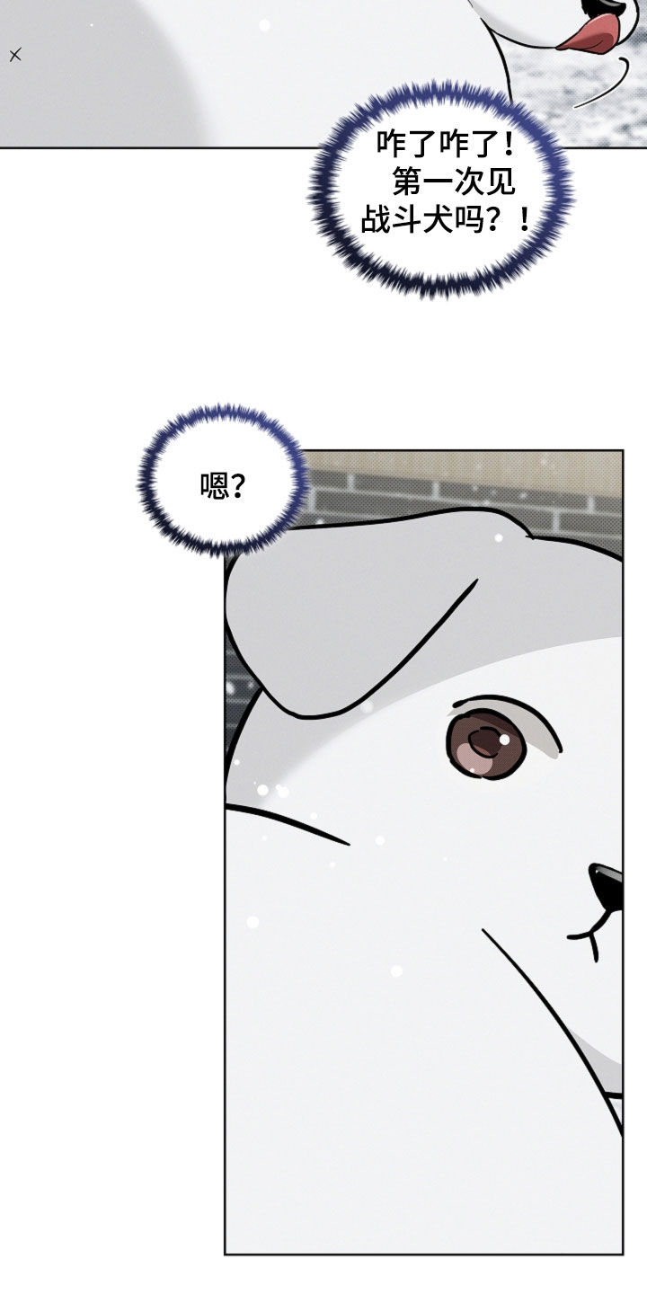 小白狗奇遇记漫画,第79章：【第二季】担心3图
