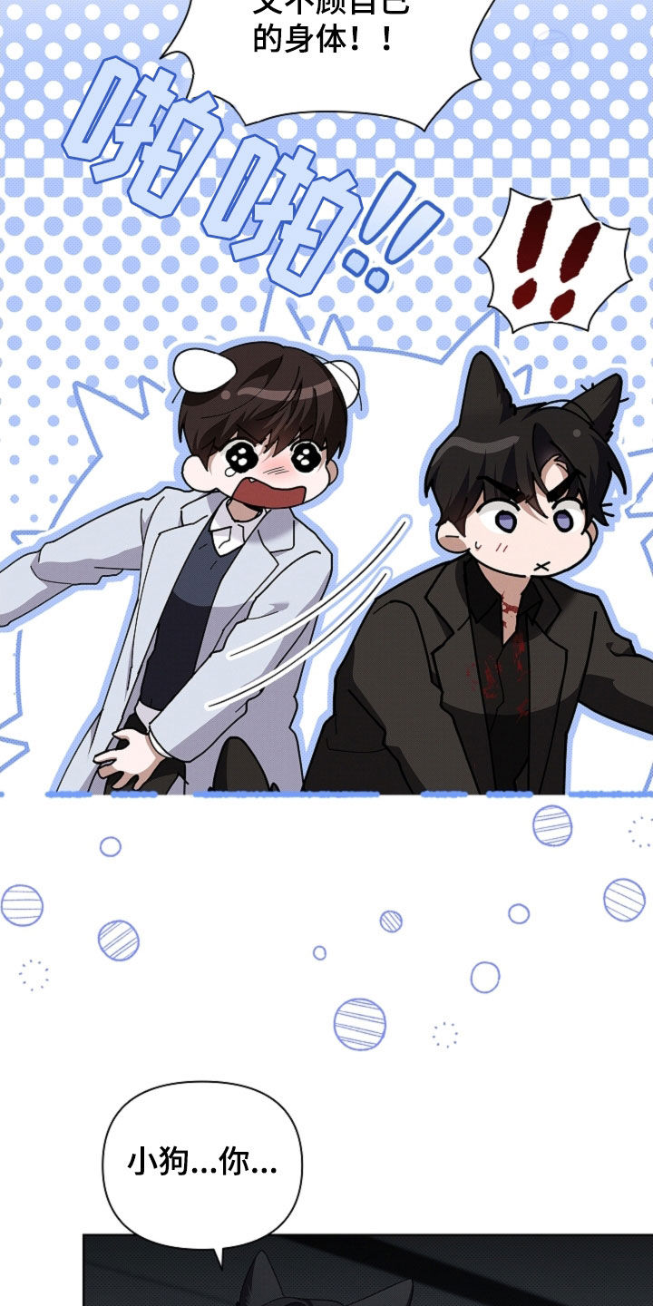 小白狗奇遇记漫画,第84章：【第二季】受伤1图