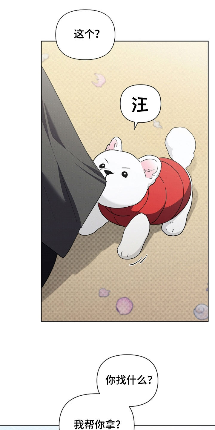 小白狗奇遇记漫画,第116章：【番外完结】求婚4图