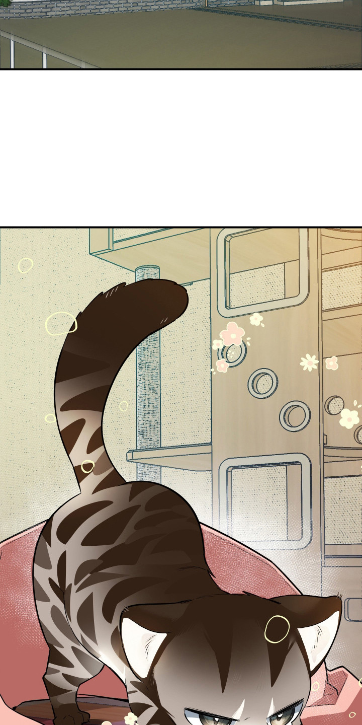 野猫的命定人类漫画书购买漫画,第1章：野猫兽人3图